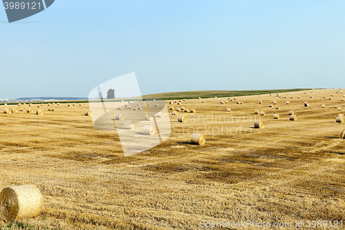 Image of wheat field after harvest