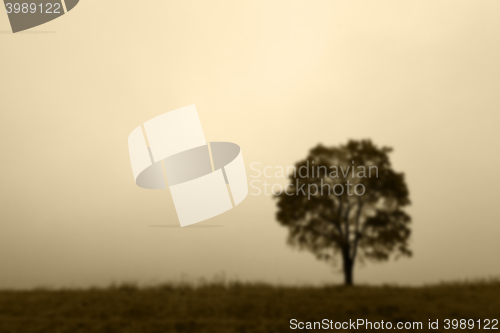 Image of tree in the field, autumn