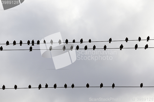 Image of birds flying in the sky