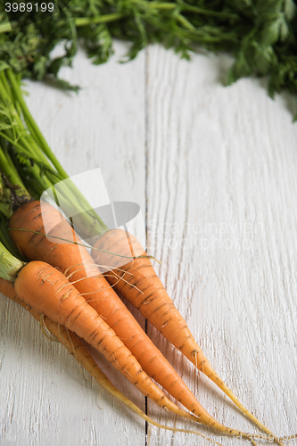 Image of Freshly grown carrots