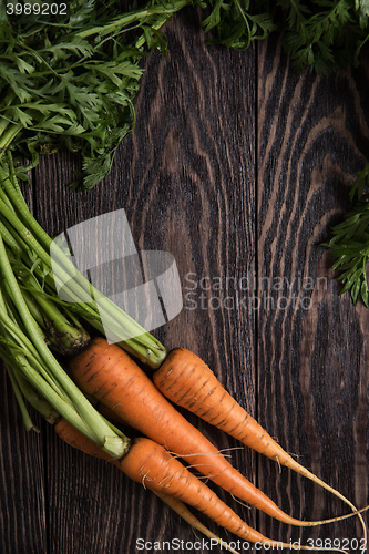 Image of Freshly grown carrots