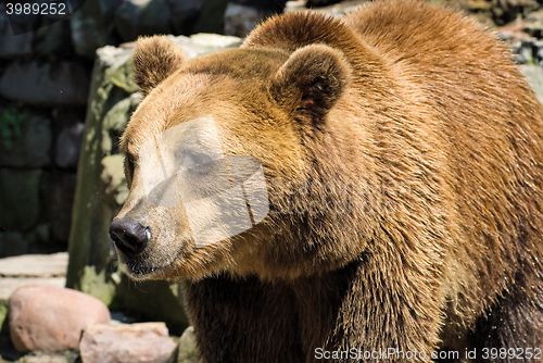 Image of Big male brown bear