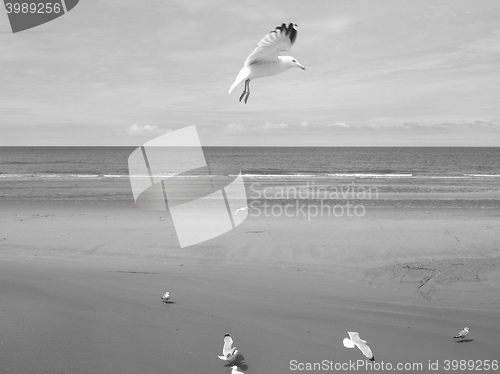 Image of Seagull bird animal