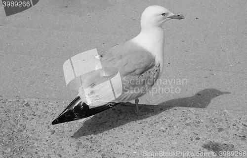 Image of Seagull bird animal