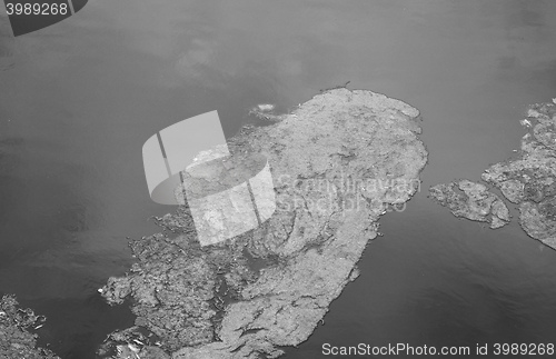 Image of Algae in a pond