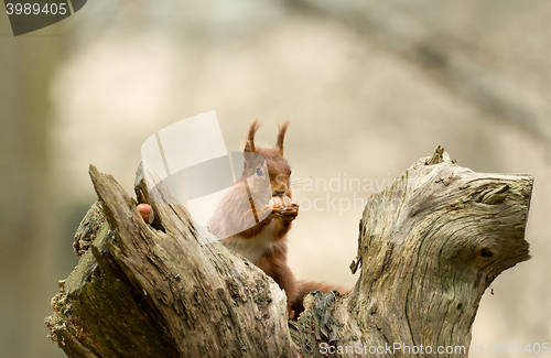 Image of Red Squirrel with Hazelnut