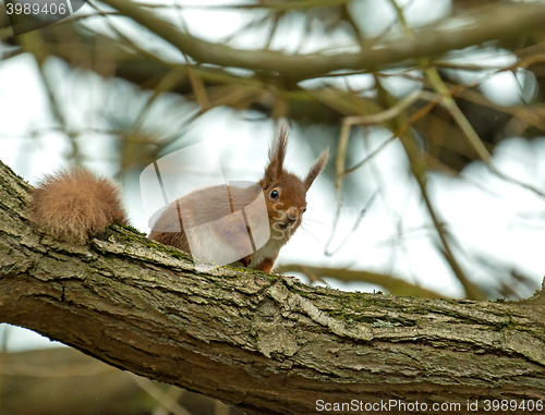 Image of Red Squirrel in Tree