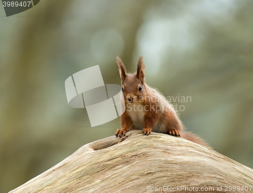 Image of Red Squirrel on Log