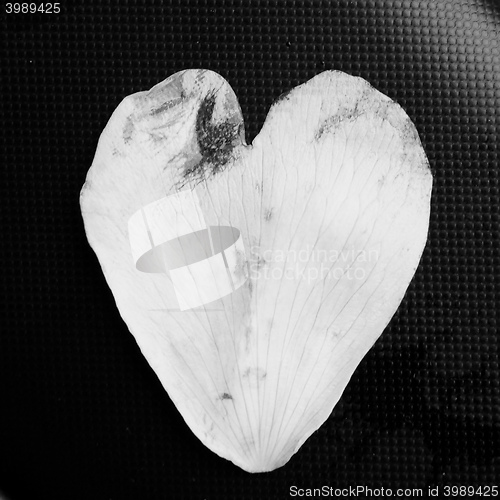 Image of Heart shaped petal