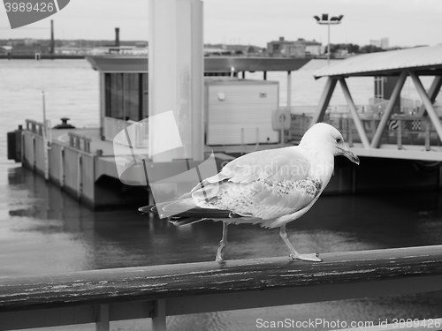 Image of Seagull bird animal