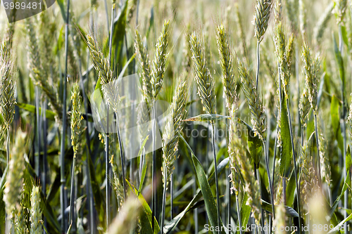 Image of immature cereals, wheat