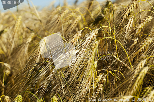 Image of ripe yellow cereals
