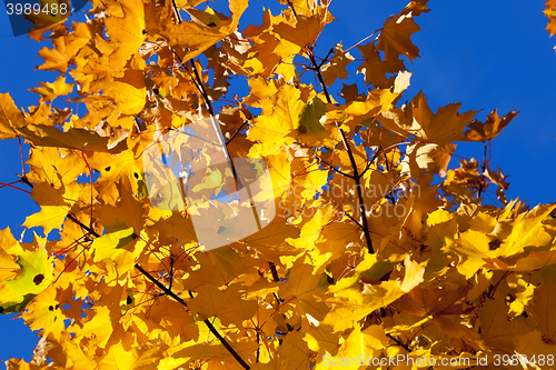 Image of yellowing leaves on the trees