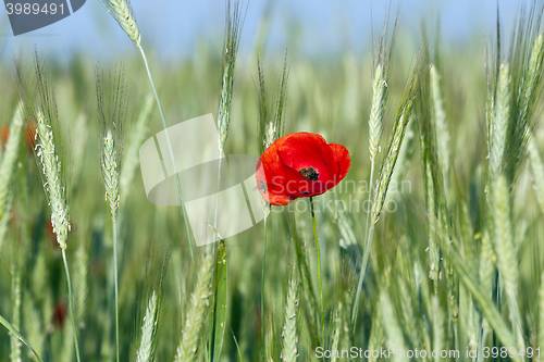 Image of blooming red poppies