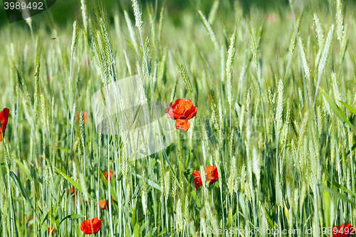 Image of blooming red poppies