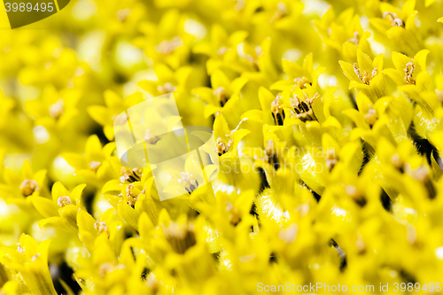 Image of sunflower seeds, corolla