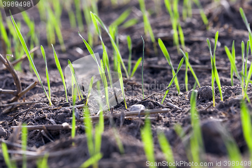 Image of young grass plants, close-up