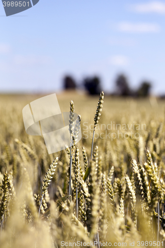 Image of farm field cereals