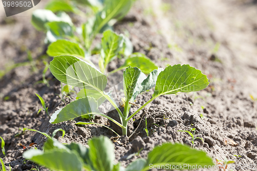 Image of green cabbage in a field