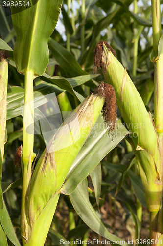 Image of Field with corn