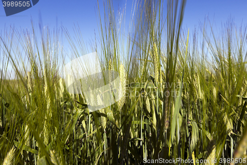 Image of immature grass sky