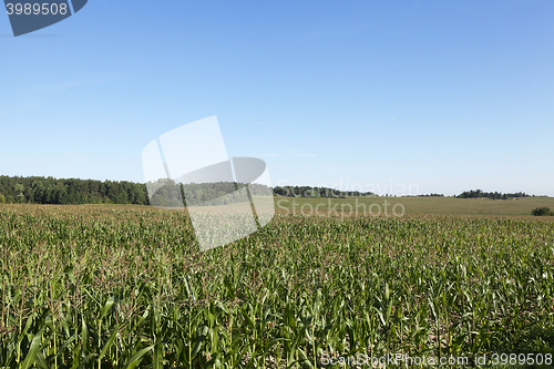 Image of corn field, agriculture