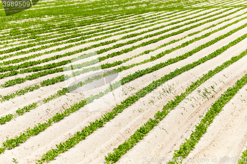 Image of Field with carrot