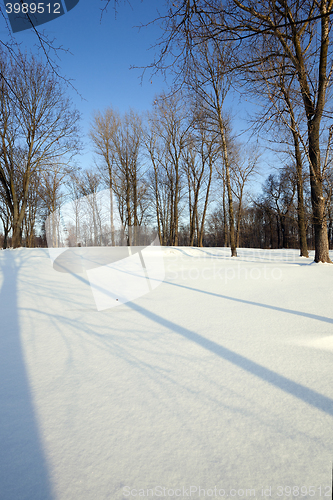 Image of trees in winter