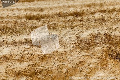 Image of farm field cereals