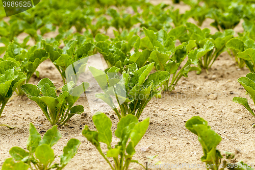 Image of young beet greens