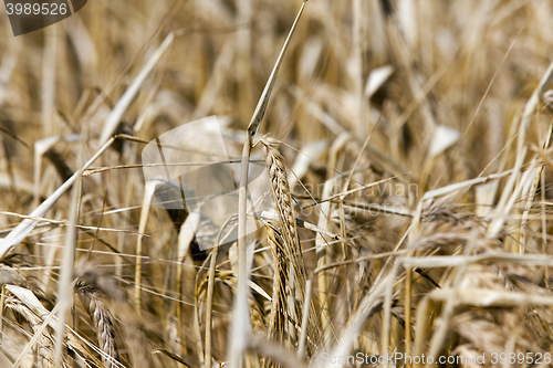 Image of Field of cereal in the summer