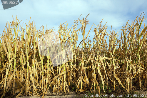 Image of Green immature corn