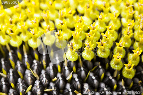 Image of black sunflower seeds