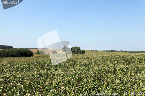 Image of Field of green corn