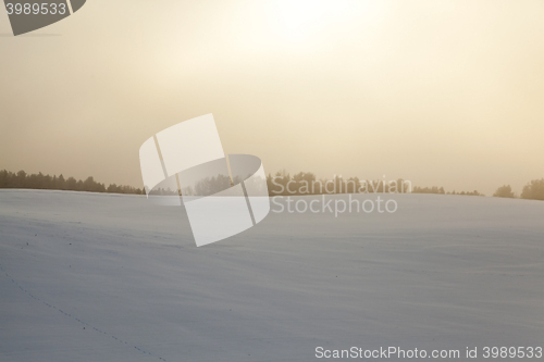 Image of forest in winter, dawn