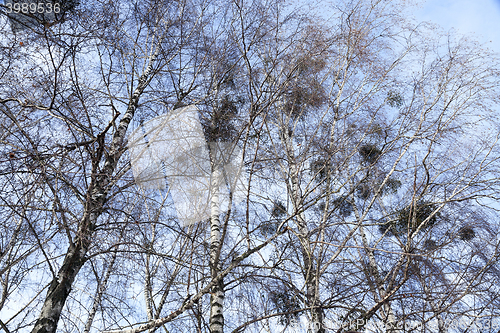 Image of Birch tree in winter