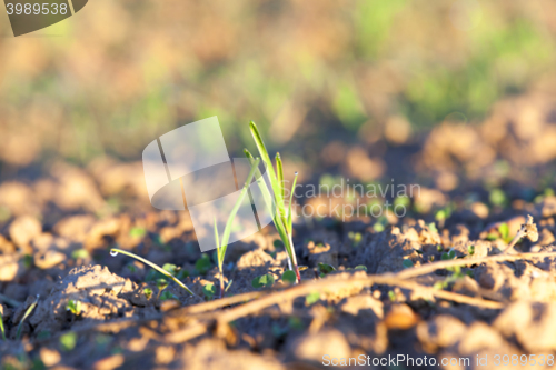 Image of young grass plants, close-up