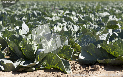 Image of Field of cabbage, spring