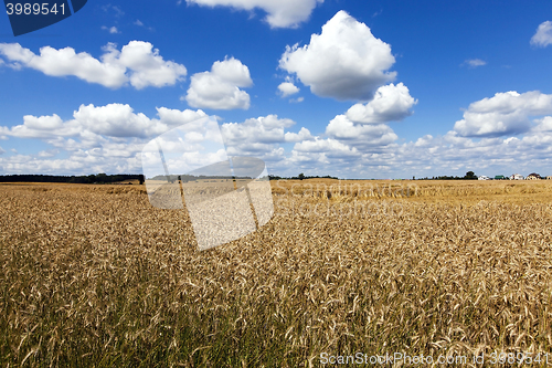 Image of farm field cereals