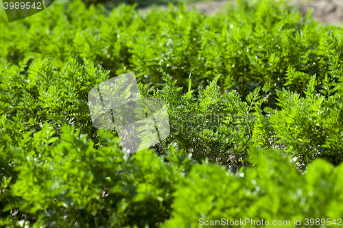 Image of Field with carrot