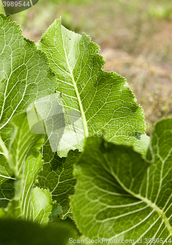 Image of green leaves of horseradish