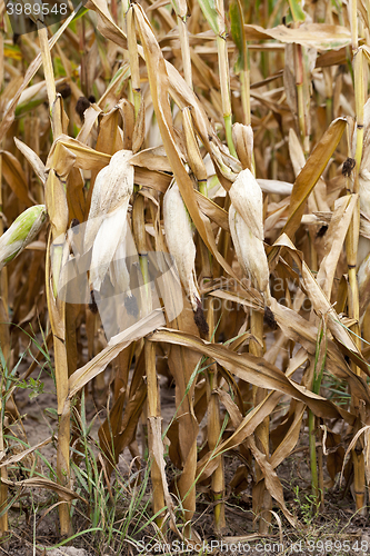 Image of mature corn crop