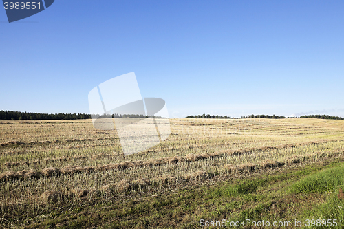 Image of farm field cereals