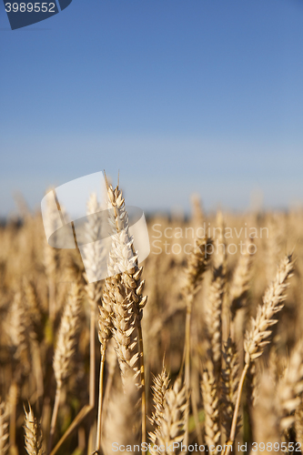 Image of ripe yellow cereals