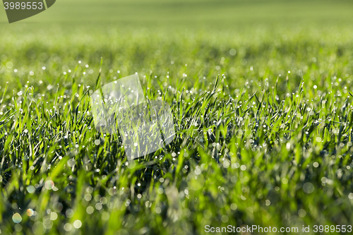 Image of young grass plants, close-up