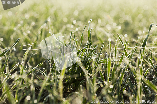 Image of young grass plants, close-up