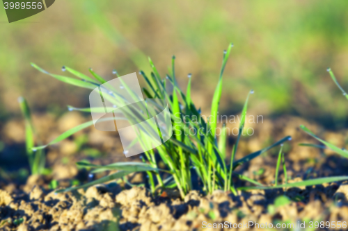 Image of young grass plants, close-up