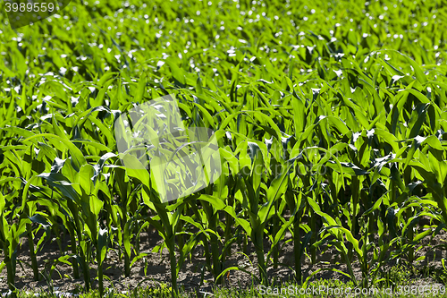 Image of Green corn field