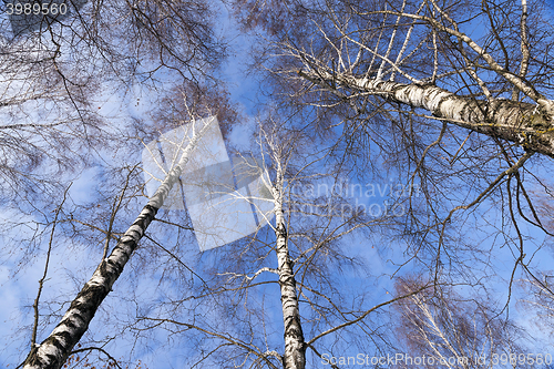 Image of Birch tree in winter