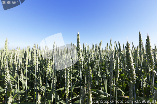 Image of agricultural field wheat